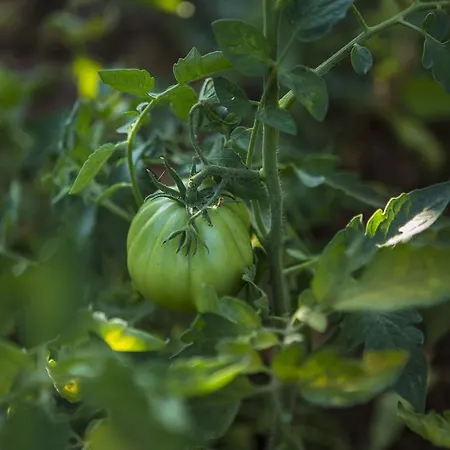 Apartament Kras Krk *