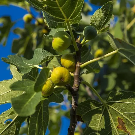 Apartmán Kras Krk Malinska